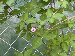 Ipomoea heptaphylla
