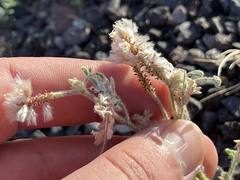 Dalea mollissima