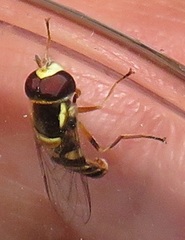 Ischiodon aegyptius