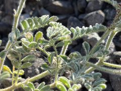 Dalea mollissima