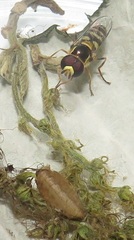 Ischiodon aegyptius