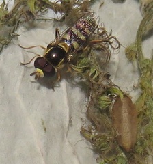 Ischiodon aegyptius