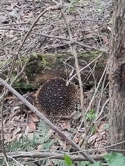 Tachyglossus aculeatus