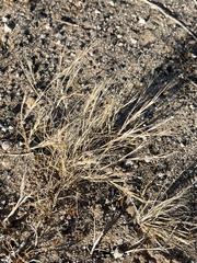 Aristida californica