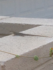 Uta stansburiana elegans