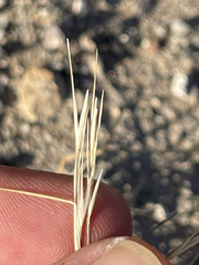Aristida californica