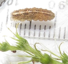 Ischiodon aegyptius