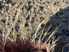 Aristida californica