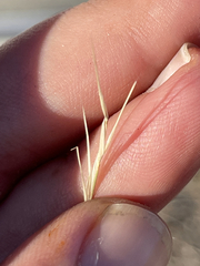 Aristida californica