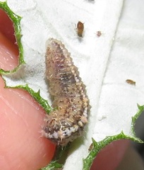 Ischiodon aegyptius