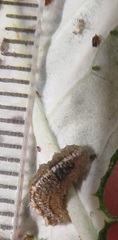Ischiodon aegyptius