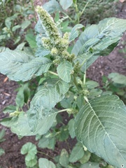 Amaranthus hybridus