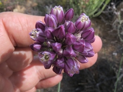 Allium dregeanum