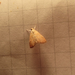 Glaphyria sesquistrialis