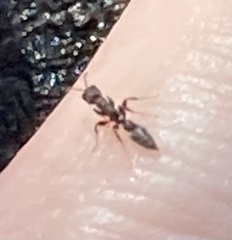 Pseudomyrmex