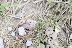 Dyschoriste linearis