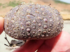 Heliocidaris erythrogramma