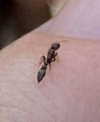Pseudomyrmex