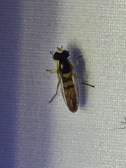 Sphaerophoria contigua