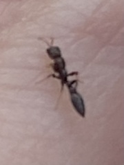 Pseudomyrmex