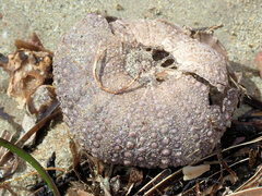 Heliocidaris erythrogramma