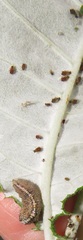 Ischiodon aegyptius
