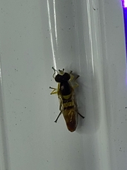 Sphaerophoria contigua