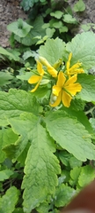 Chelidonium majus