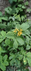 Chelidonium majus