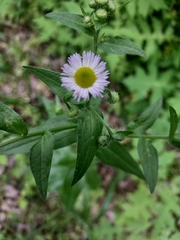 Erigeron strigosus