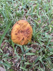 Boletus subvelutipes