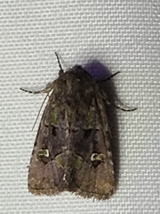 Lacinipolia renigera