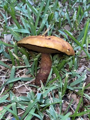 Boletus subvelutipes