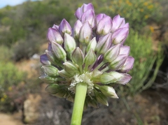 Allium dregeanum