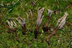 Clavulina castaneipes