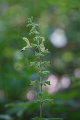 Salvia glutinosa