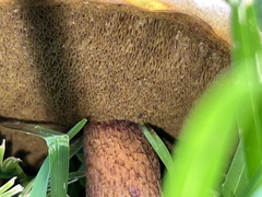 Boletus subvelutipes