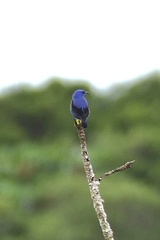 Cyanerpes caeruleus