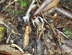 Clavulina castaneipes