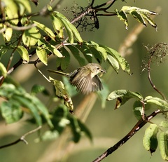 Geothlypis trichas