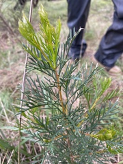 Hakea drupacea