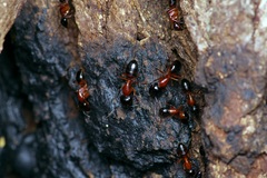 Camponotus texanus
