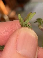 Aeschynomene americana