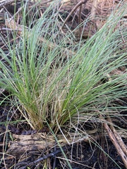 Poa labillardierei