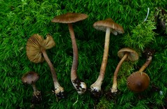 Inocybe napipes