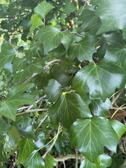 Hedera