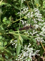 Sphex habenus