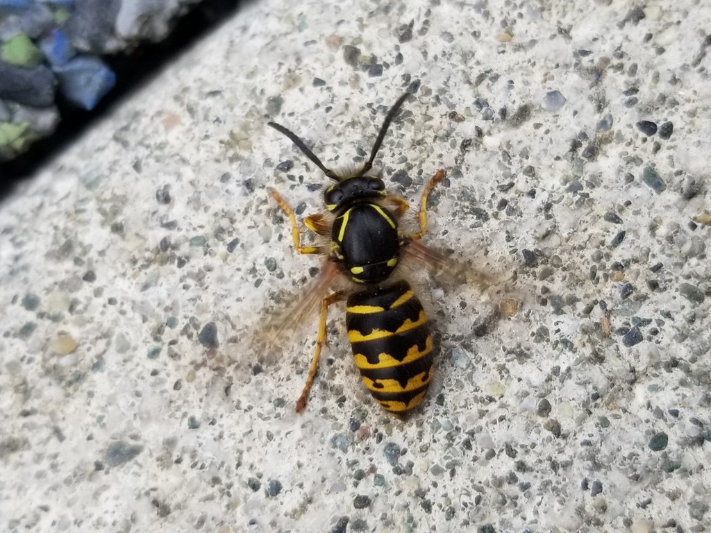 Common Aerial Yellowjacket