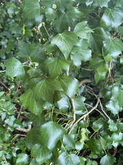 Hedera