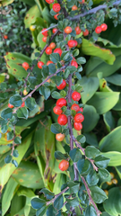 Cotoneaster divaricatus